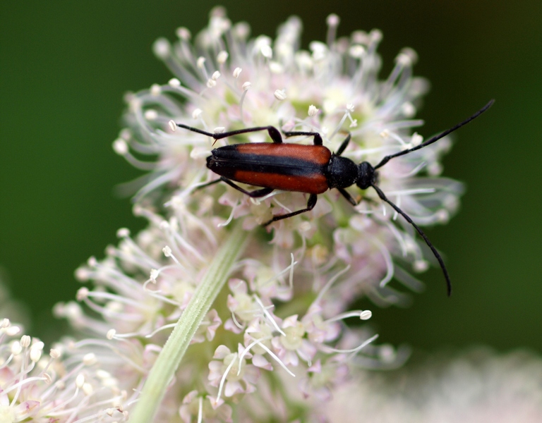 Stenurella melenura